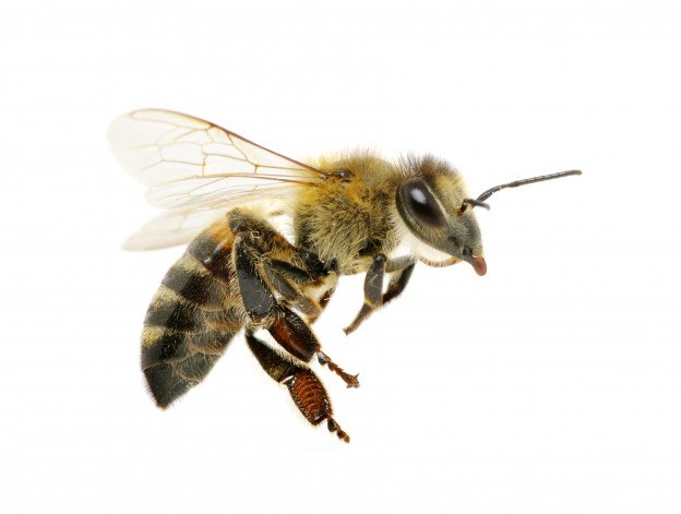 bee