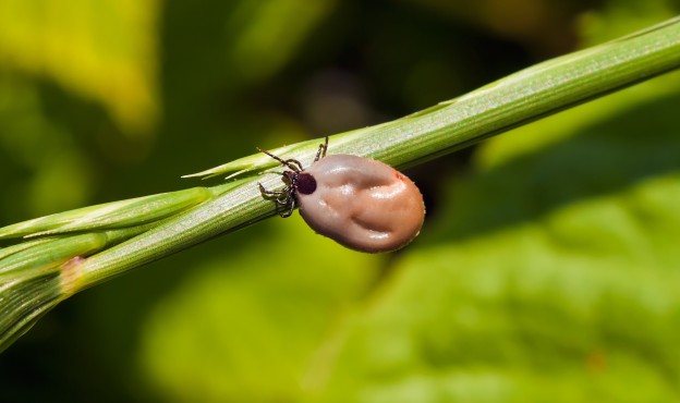 Une piqûre a empoisonné sa vie