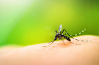 Le paludisme tue encore 627 000 personnes par an