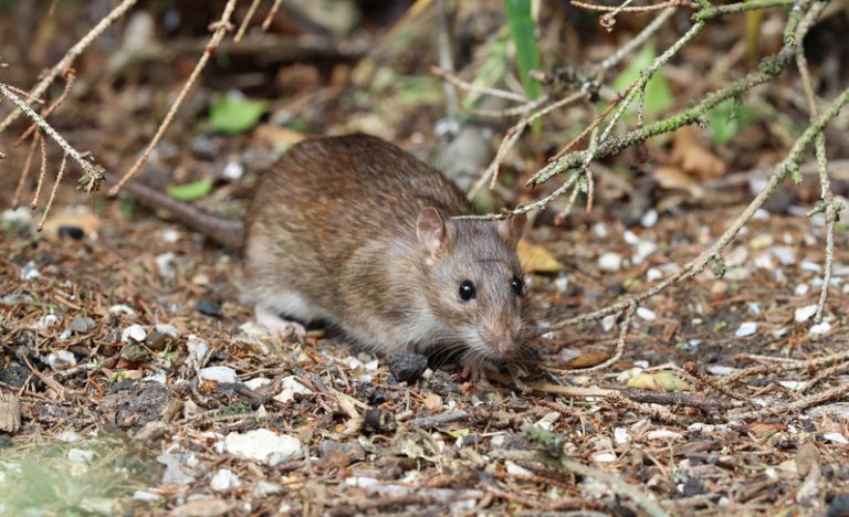 Pour éviter la maladie de Lyme et d’autres, mieux vaut ne pas croiser ces 6 animaux…