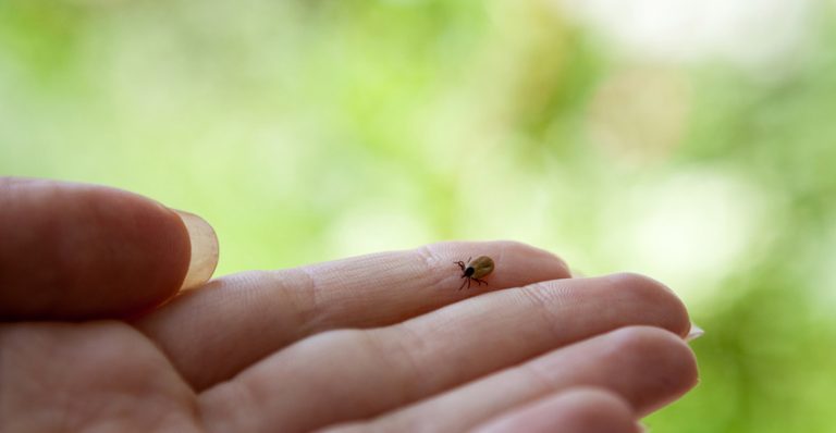 Contre la maladie de Lyme, adoptez les bons réflexes!