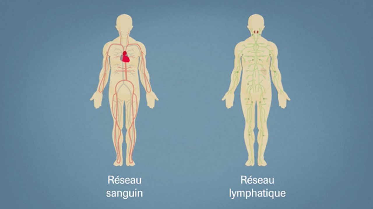 Tout comprendre sur les différences entre leucémies et lymphomes ...