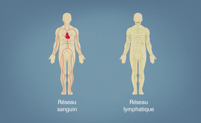 Tout comprendre sur les différences entre leucémies et lymphomes