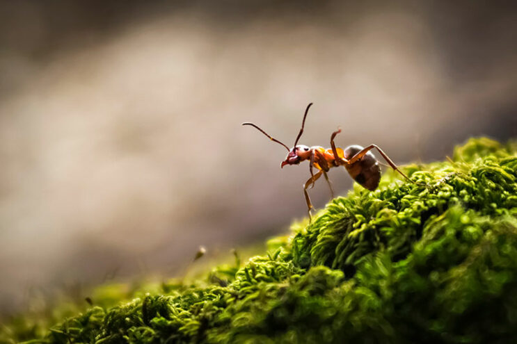 Cancer : la fourmi aurait-elle aussi du flair ?